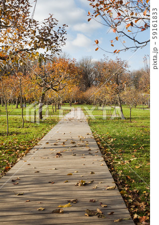 Autumn trees and fallen yellow leaves in a Park in the city. Autumn trees and fallen yellow leaves in a Park in the city. 59161833