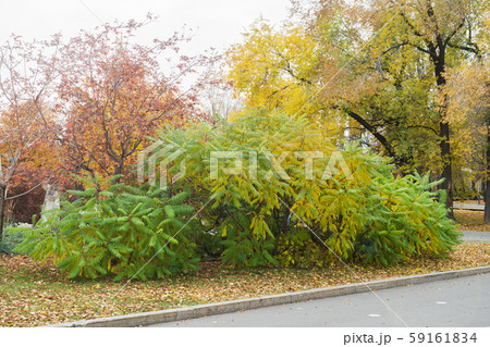 Autumn trees and fallen yellow leaves in a Park in the city. Autumn trees and fallen yellow leaves in a Park in the city. 59161834