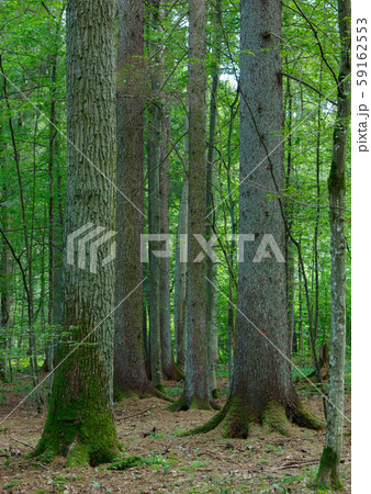 Mixed stand with oak,spruce and hornbeam trees in Mixed stand with oak,spruce and hornbeam trees in 59162553