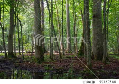 Old ash and oak trees in summer Old ash and oak trees in summer 59162586