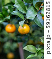 Orange fruit on the tree and Orange Park. 59162815