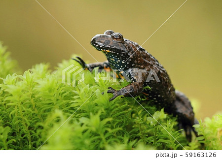 European fire bellied toad Bombina bombina European fire bellied toad Bombina bombina 59163126