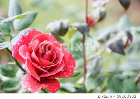 กุหลาบ 59163532