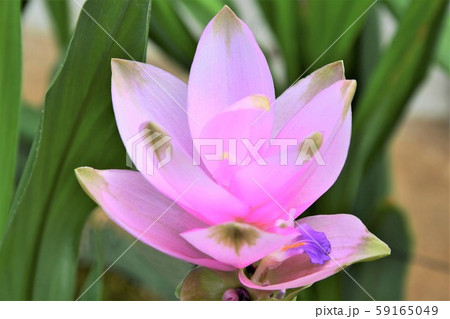 クルクマ クルクマ 59165049