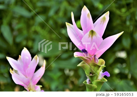 クルクマ 59165053