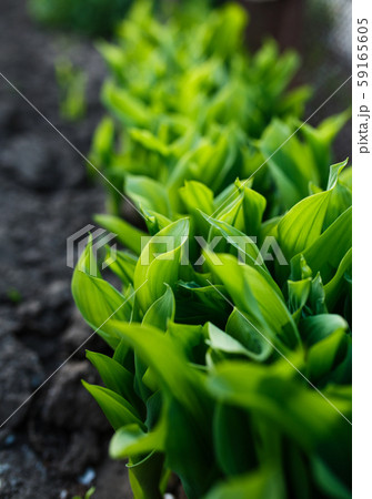 dense leaves of a green plant in the garden dense leaves of a green plant in the garden 59165605
