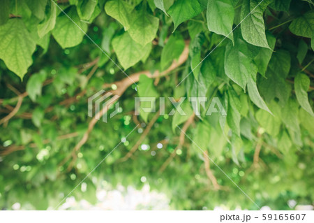 green fresh leaves of the tree inside the tree green fresh leaves of the tree inside the tree 59165607