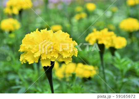 マリーゴールド マリーゴールド 59165672