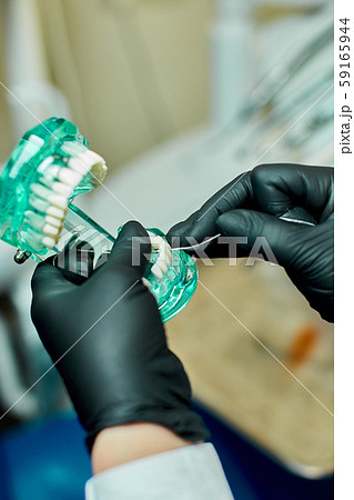 Dentist holding teeth model denture and periodontal probe. Dentist holding teeth model denture and periodontal probe. 59165944