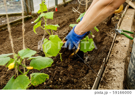planting of young green cucumbers in a greenhouse 59166000