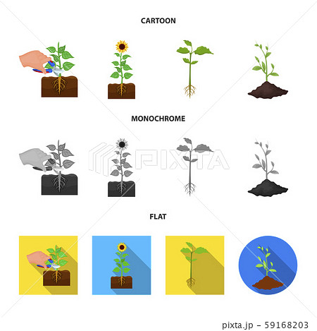 Vector design of plant and bean logo. Collection of plant and process stock vector illustration. 59168203