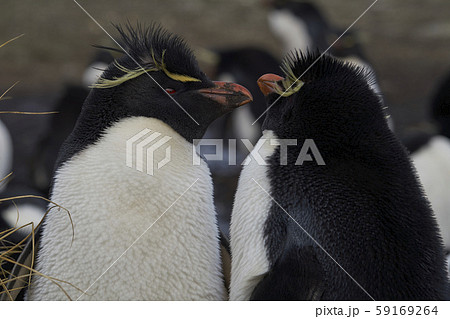Southern Rockhopper Penguins (Eudyptes chrysocome) Southern Rockhopper Penguins (Eudyptes chrysocome) 59169264