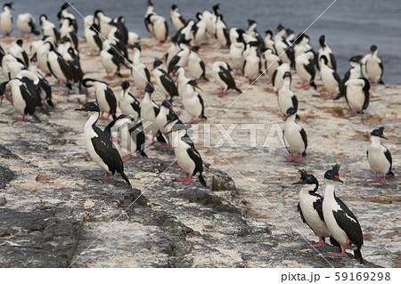 Imperial Shag (Phalacrocorax atriceps albiventer) 59169298
