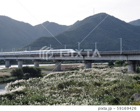 秋の山陽新幹線千種川橋梁の風景 ススキの河原 秋の山陽新幹線千種川橋梁の風景 ススキの河原 59169426