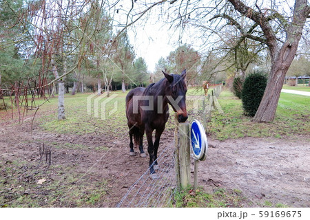 フランスの世界遺産シュノンソーの森(Chateau de Chenonceau) フランスの世界遺産シュノンソーの森(Chateau de Chenonceau) 59169675