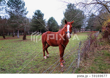 フランスの世界遺産シュノンソーの森(Chateau de Chenonceau) 59169677