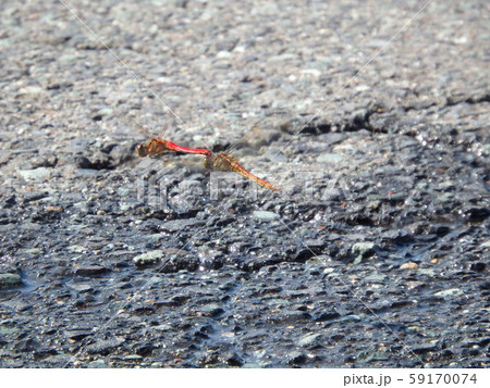 アスファルトの水溜りに産卵するアカトンボ アスファルトの水溜りに産卵するアカトンボ 59170074