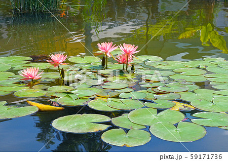 Pink lotus blossoms or water lily flowers blooming Pink lotus blossoms or water lily flowers blooming 59171736