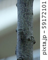 クロイワツクツク 59172101