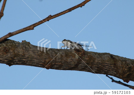 クロイワツクツク 59172103