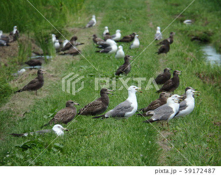 ウミネコ　幼鳥と若鳥の群れ 59172487