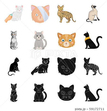 Vector illustration of pet and sphynx symbol. Collection of pet and fun stock symbol for web. Vector illustration of pet and sphynx symbol. Collection of pet and fun stock symbol for web. 59172711