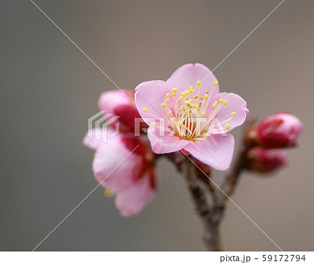 梅の花 梅の花 59172794
