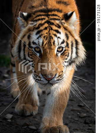 Close up view portrait of a Siberian tiger 59173128