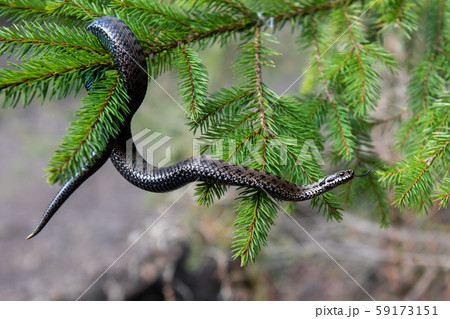 Vipera berus poisonous viper in summer on branchの写真素材 [59173151] - PIXTA