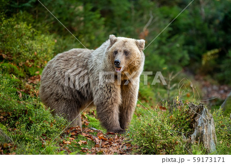 Brown bear in autumn forest 59173171