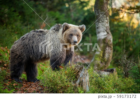 Brown bear in autumn forest 59173172