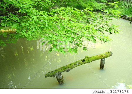 長野県上田市、新緑に包まれた安楽寺の庭園内の白い池 59173178