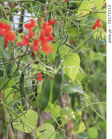 ベニバナインゲン ハナマメ の花と実の写真素材