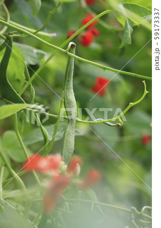 ベニバナインゲン（ハナマメ）の花と実 59173337