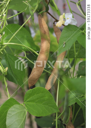 ベニバナインゲン ハナマメ の花と実の写真素材