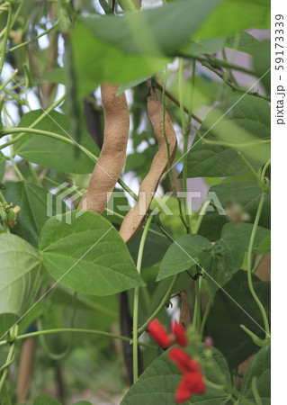 ベニバナインゲン ハナマメ の花と実の写真素材