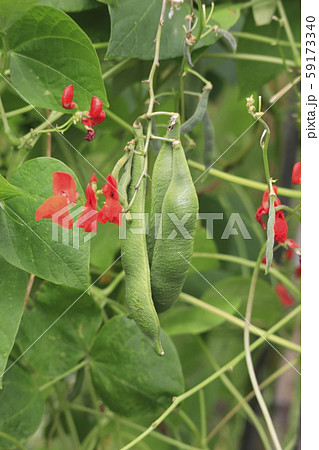 ベニバナインゲン ハナマメ の花と実の写真素材