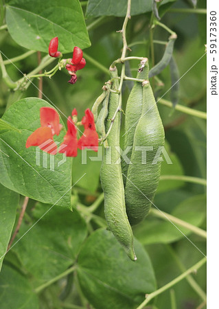 ベニバナインゲン(ハナマメ)の花と実 ベニバナインゲン(ハナマメ)の花と実 59173360