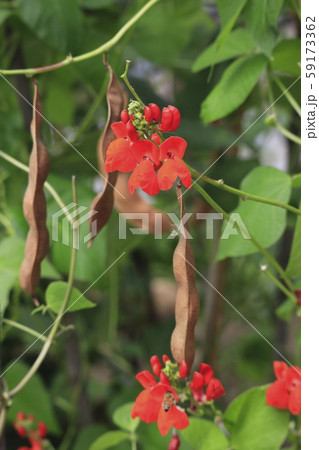 ベニバナインゲン ハナマメ の花と実の写真素材