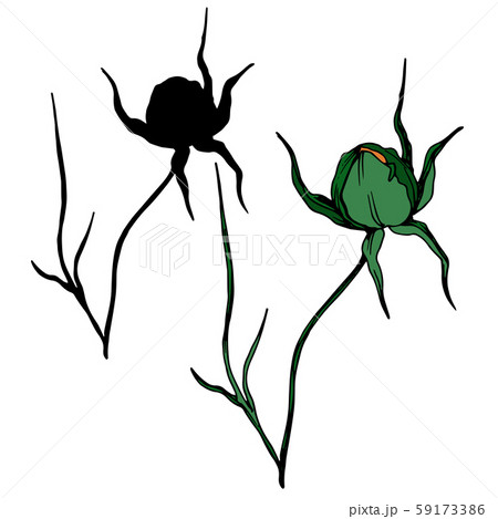 Vector Cosmos floral botanical flowers. Black and white engraved ink art. Isolated cosmea 59173386