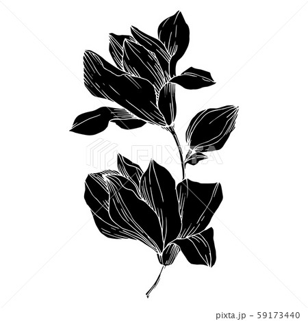 Vector Magnolia floral botanical flowers. Black and white engraved ink art. Isolated magnolia Vector Magnolia floral botanical flowers. Black and white engraved ink art. Isolated magnolia 59173440