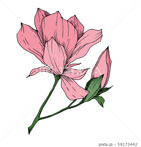 Vector Magnolia floral botanical flowers. Black and white engraved ink art. Isolated magnolia Vector Magnolia floral botanical flowers. Black and white engraved ink art. Isolated magnolia 59173442