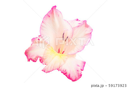gladiolus flower isolated 59173923