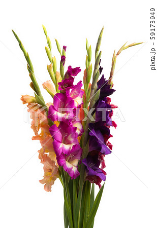 bouquet of gladioli isolated 59173949