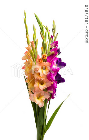 bouquet of gladioli isolated 59173950