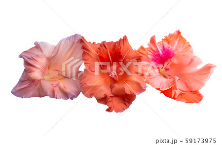 gladiolus flower isolated gladiolus flower isolated 59173975