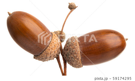 acorns isolated acorns isolated 59174295