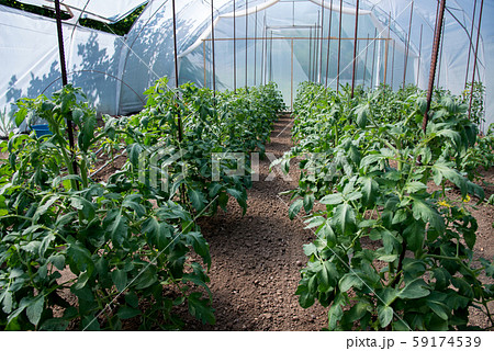 Organic tomato plants in a greenhouse and drip 59174539