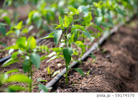 Close up of organic pepper plants and drip Close up of organic pepper plants and drip 59174570