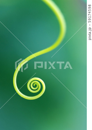 Macro of a plant spiral - selective focus Macro of a plant spiral - selective focus 59174598